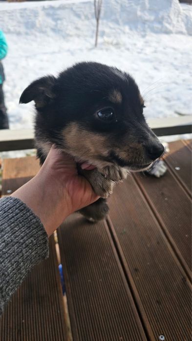 Отдам 2 щенков в хорошие руки