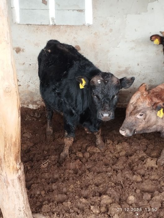 Букалар, кунажындар. Ангус, швед