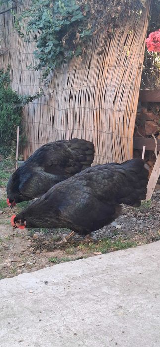 Puicii australorp negru