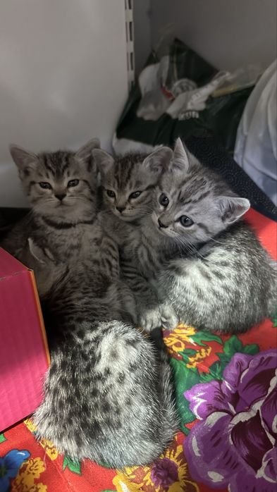 Котята бенгалки