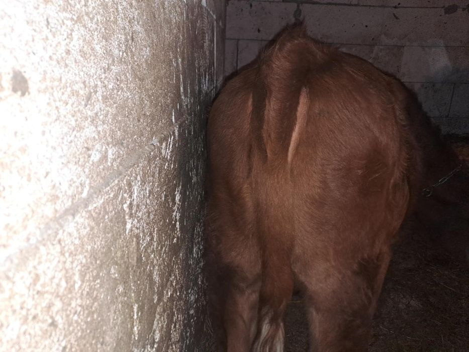 De vânzare două vițele