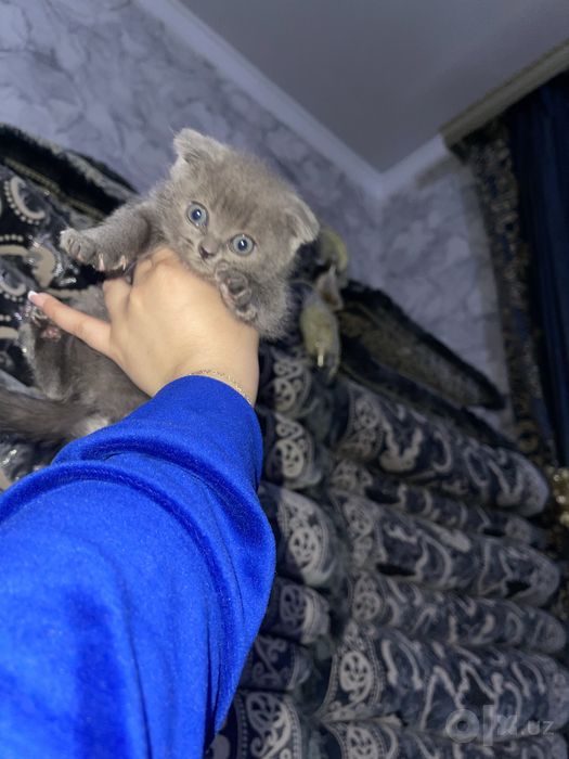 скоттиш фолд огил
