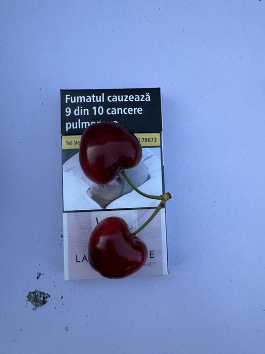 Cires altoit pe  Gisela 5 , soiuri diferite : Tamara , Regina…