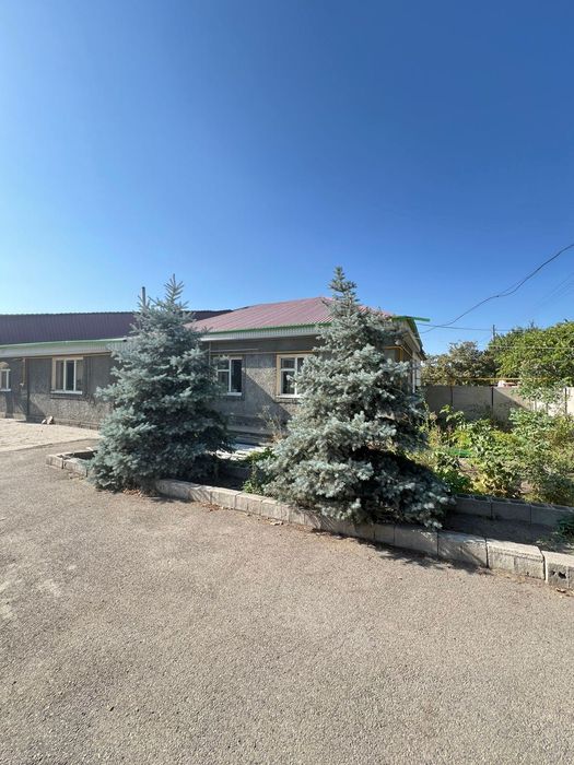 Продам Ели (живые)