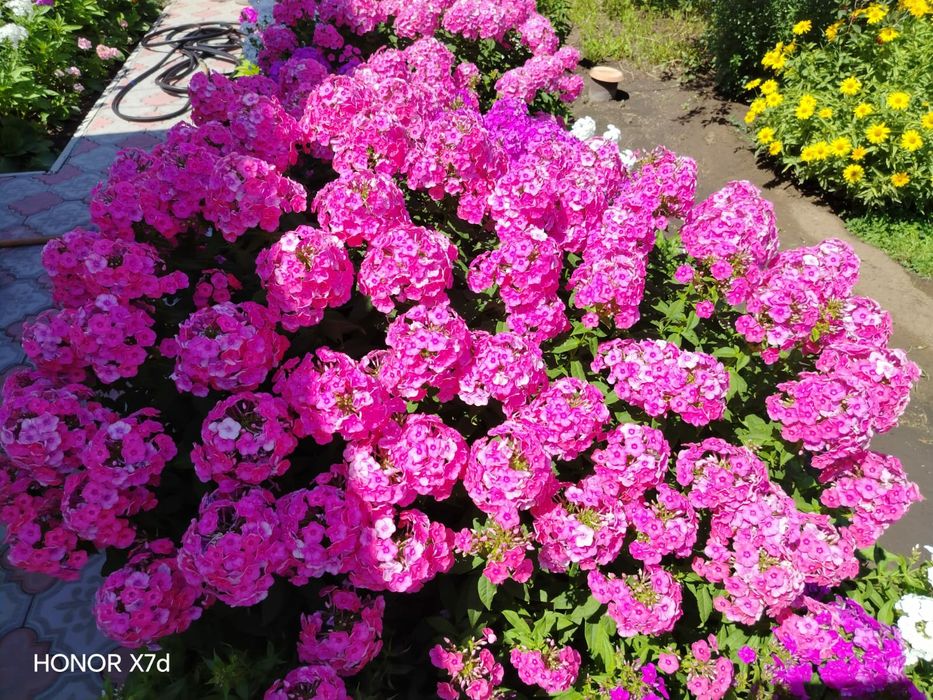 Флоксы многолетние деленки, кусты яркие и ароматные