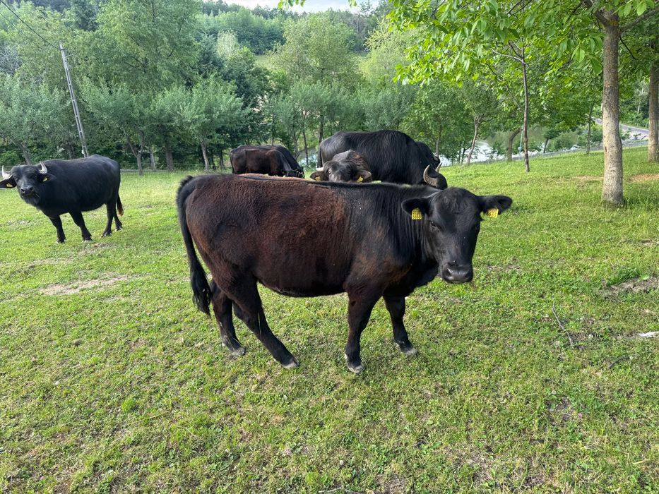 Vând Black Angus