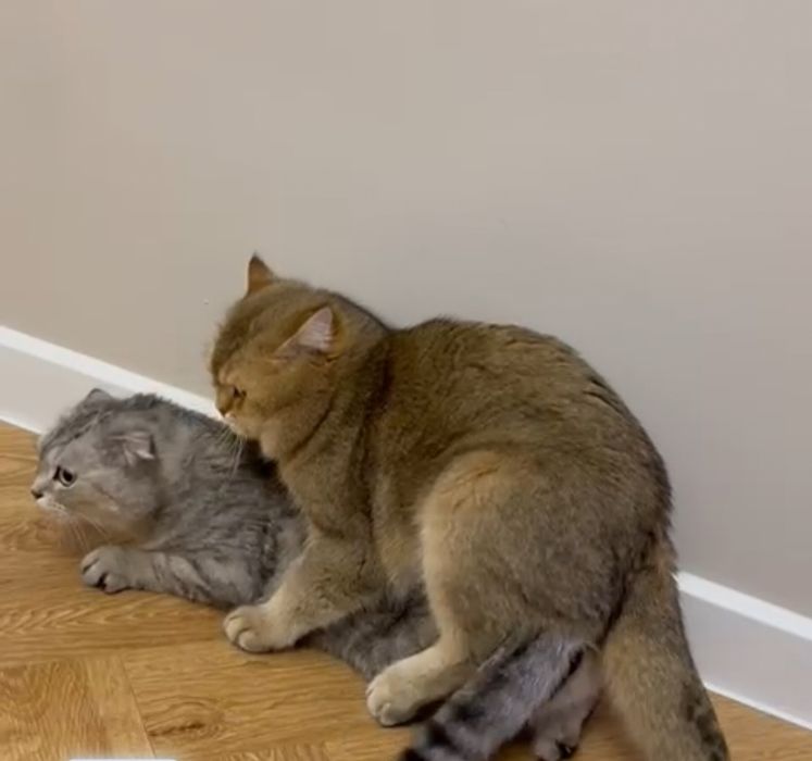 Котята котята котята