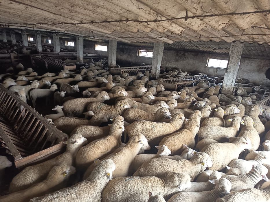 Vand oi cu miei 300 capete!