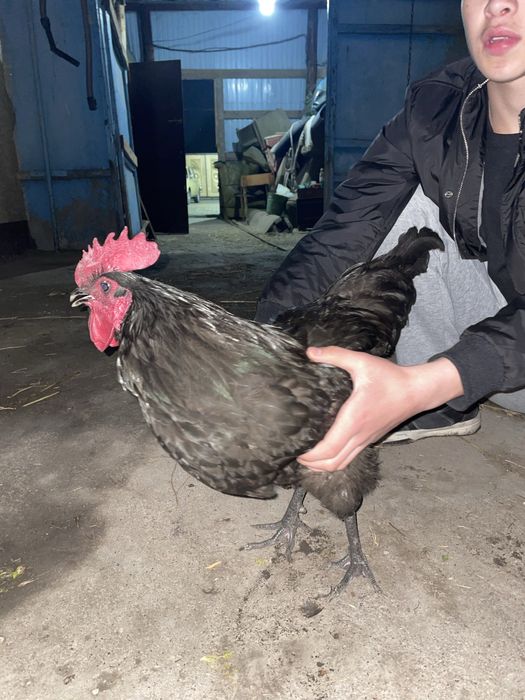 Петух срочно 2500 тг