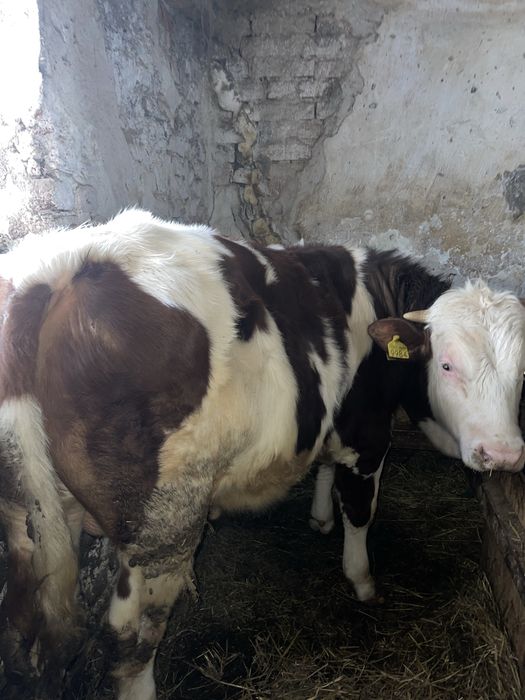 Vand 5 taurasi si o vitea