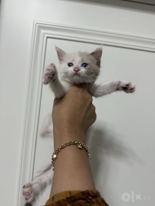 Отдается в добрые руки котята