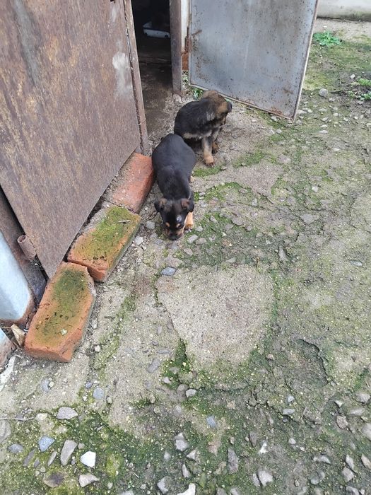 Подарявам кучета