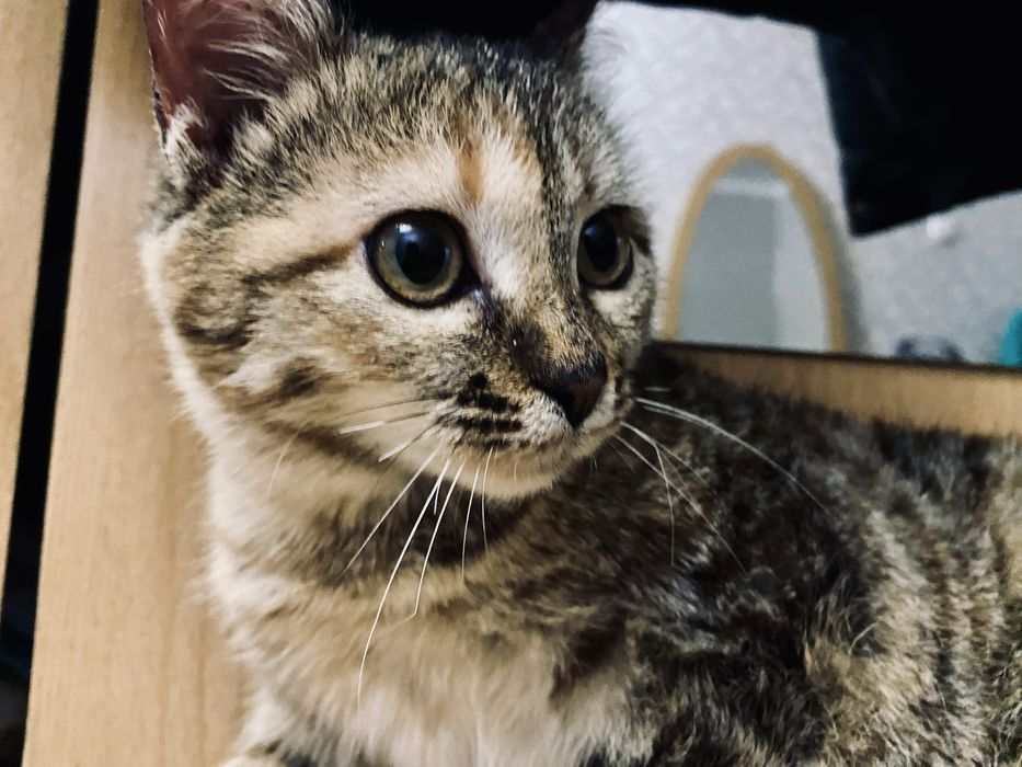 Отдам котенка в хорошие руки бесплатно