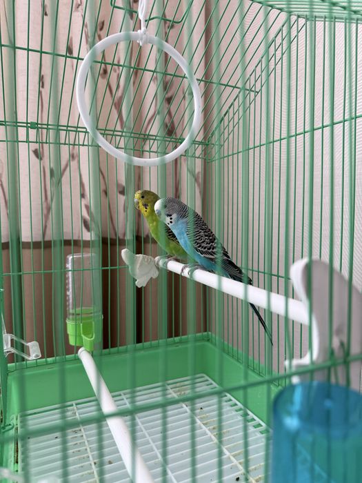 Продам попугай 2 шт