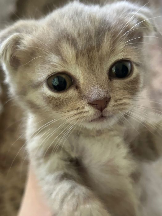 Скотиш фолд котенок