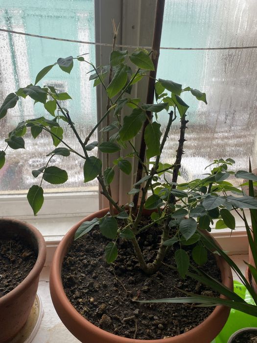 Продам Комнатные растения