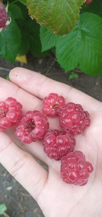 Продам саженцы малины