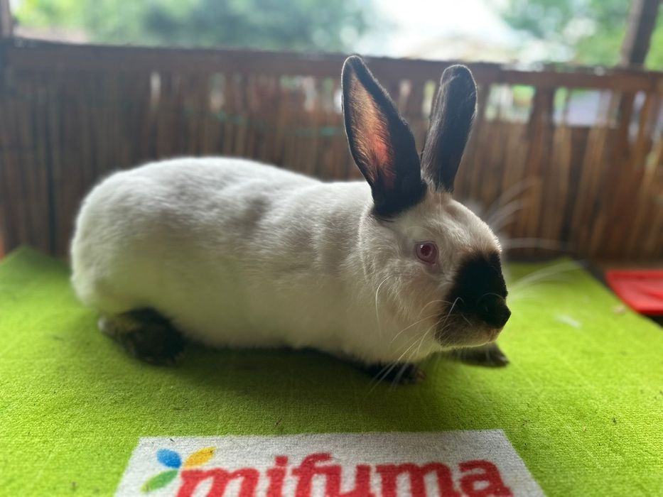 Vând URGENT iepuri Rex și californian