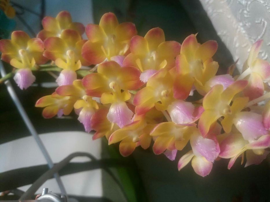 Орхидеи продажа цветов ( детки)