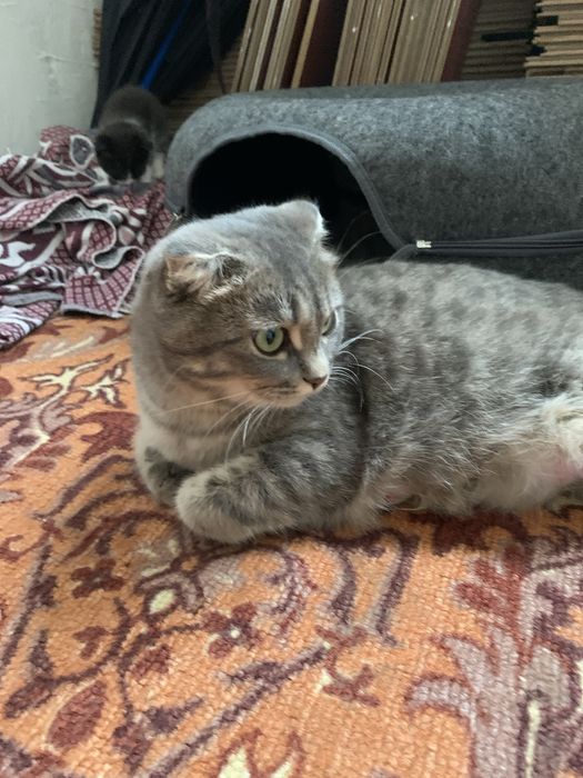 Шотландский веселуха котя