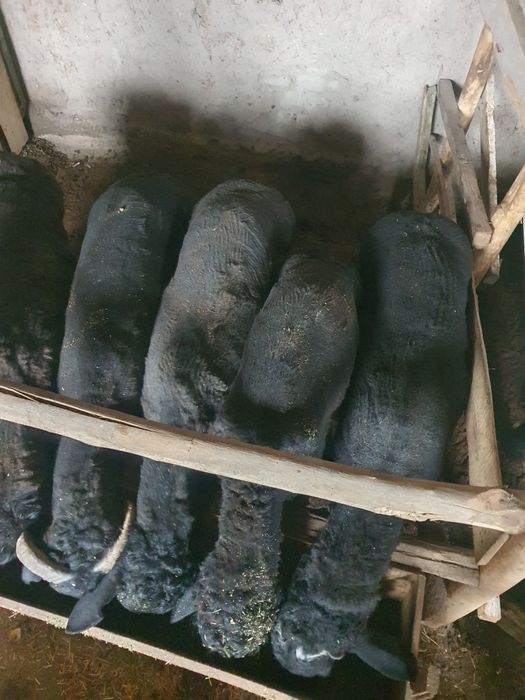 Boquvdagi qo'chqorlar sotiladi dehqonchilik