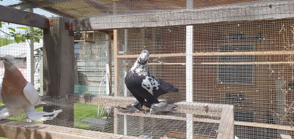 Голуби бойные игровые