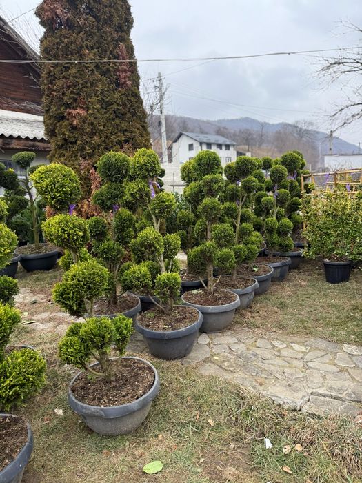 Plante ornamentale calitate premium