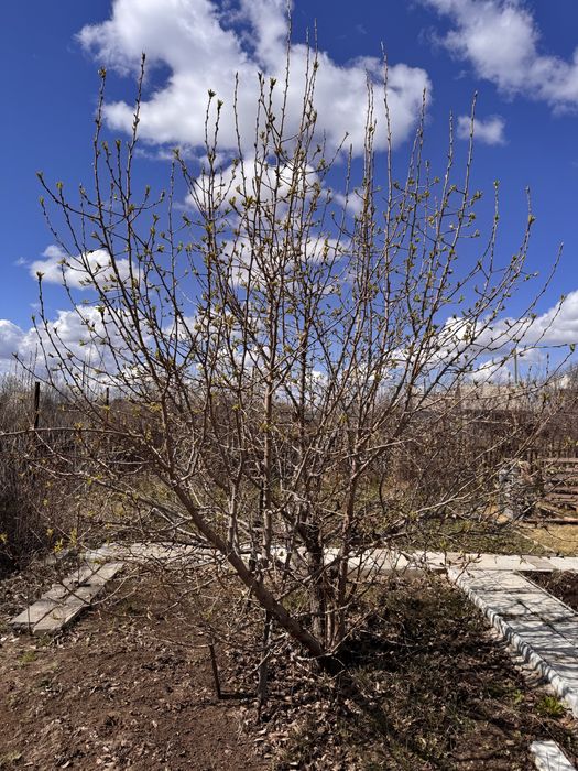 Продам дачу в СО ДАРХАН
