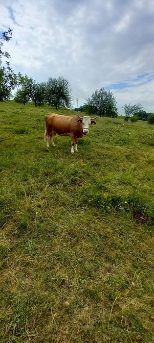 2juninci de 2ani  cu lapte