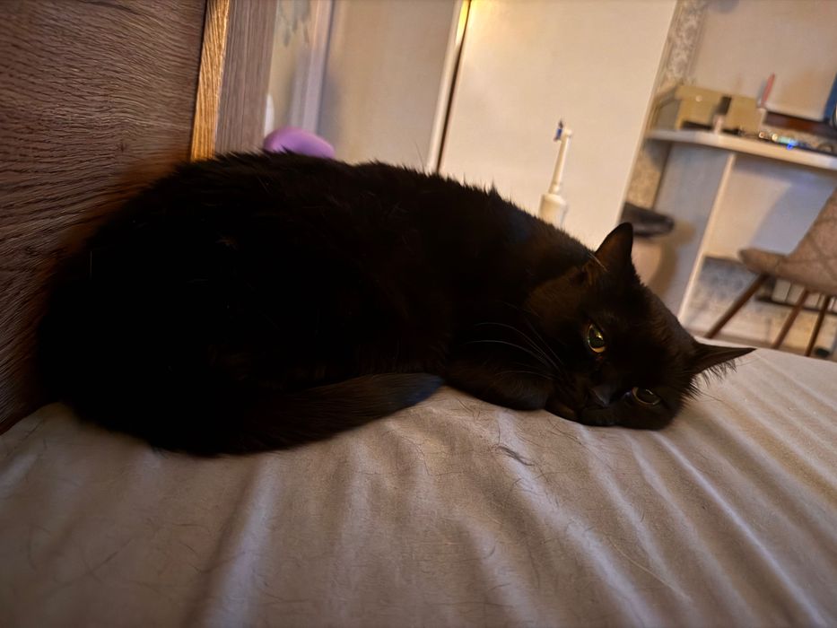 Отдам кошку в добрые руки