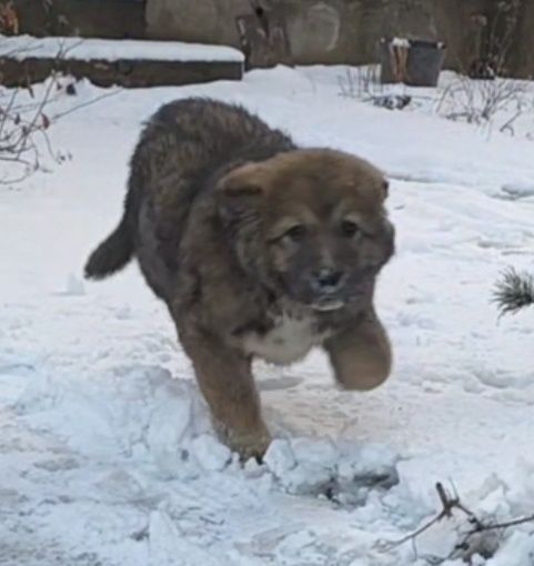 Щенок Тобет Казаки ит Старотипный волкодав