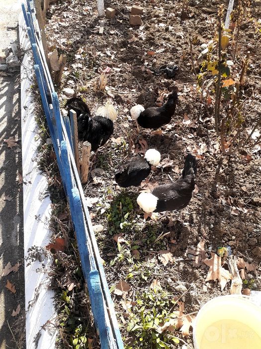 Голландский белохохлый "Голланка"  ТУХУМИ ва ЖЎЖАСИ сотилади.