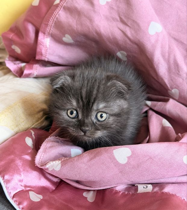 Шотландски клепоухи котета