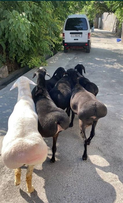 Qassobchilik xizmati halolik birinchi orinda