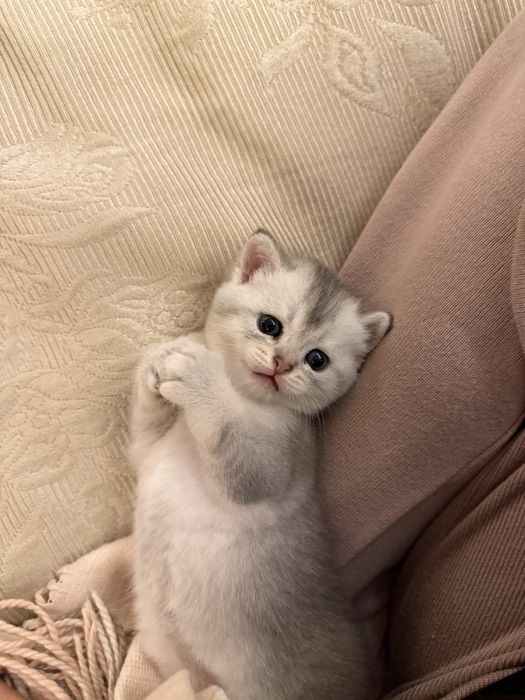 Котята Мальчики-шиншила