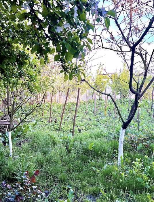 Casa+teren de vanzare in moara domneasca