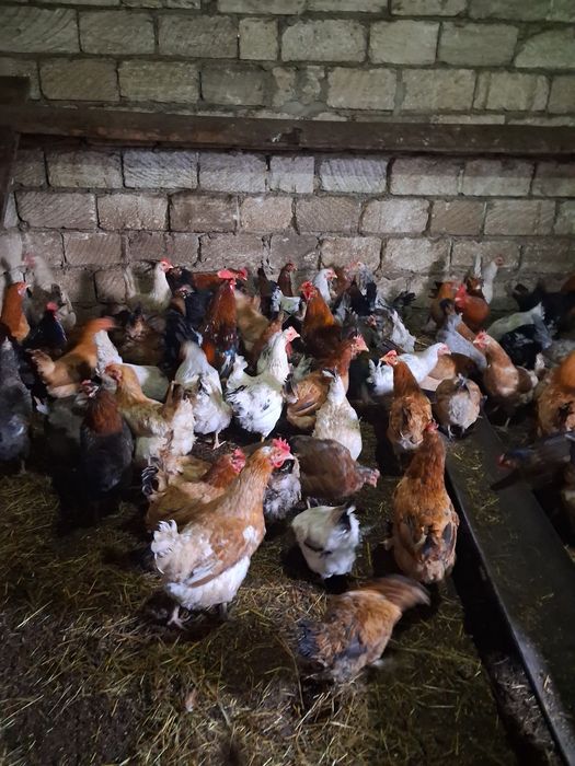 Продам молодых  кур