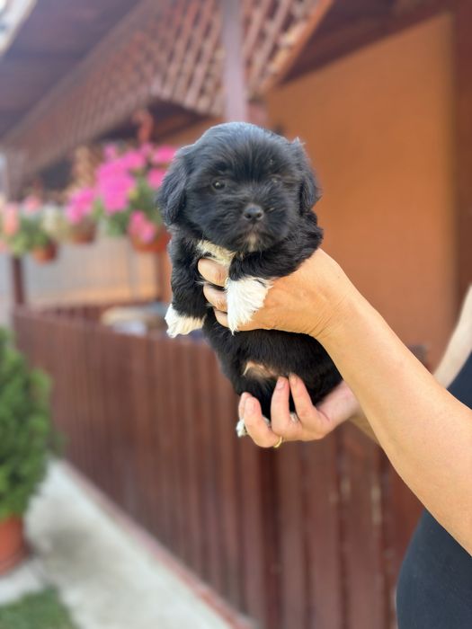 Baiat bichon havanez