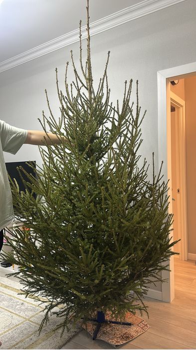 Продам живую ель