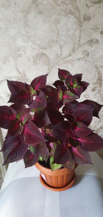 Колеусы Аvatar,Hana,Perila и др.