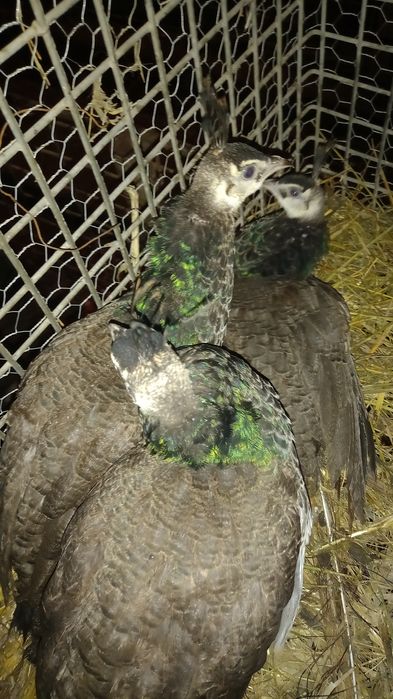 Pui de păun de vânzare