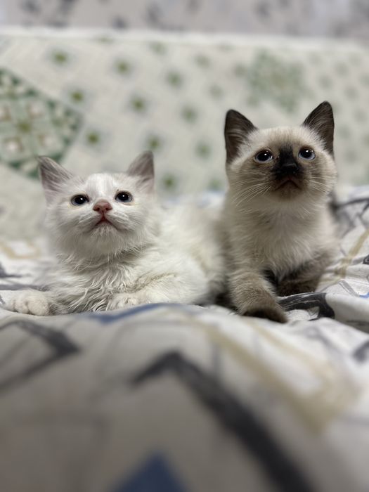 Отдам котят в хорошие добрые руки