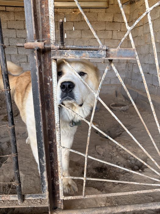Алабай йт таза 2 жасар
