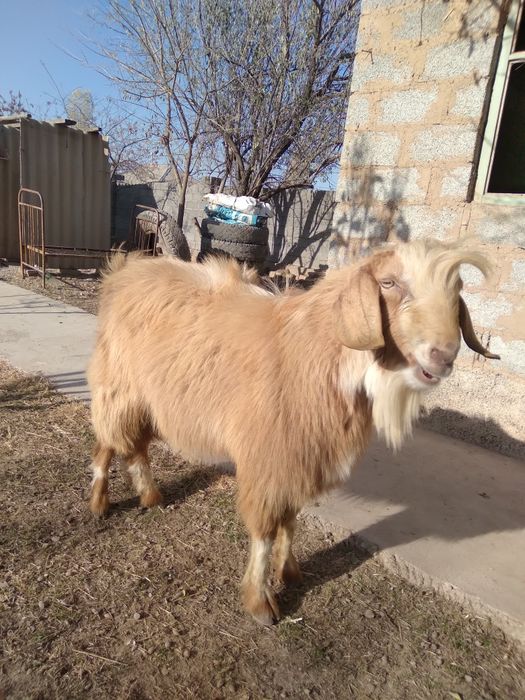 Ассалаумағалайкум теке көкпарға сатылады