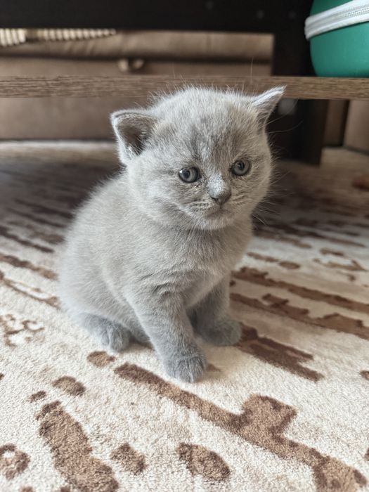 Британски късокосмести