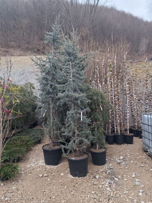 Brad argitiu verde potinia