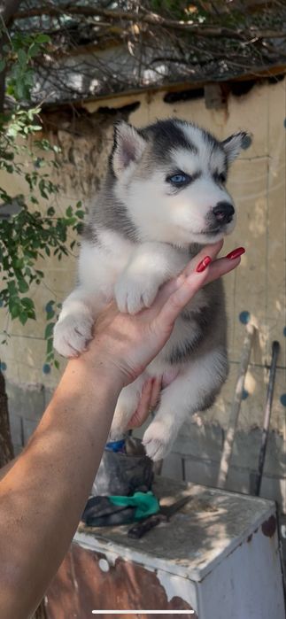 Голубоглазая принцесса хаски 1 мес