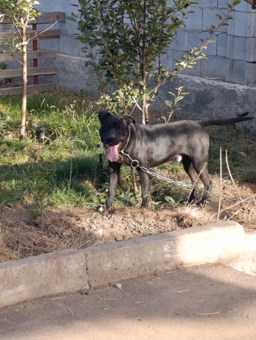 Стаффорд хороший