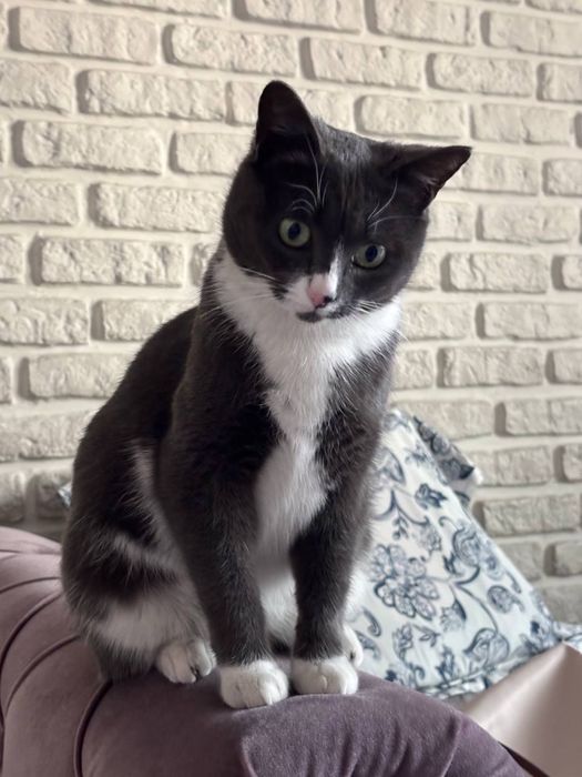 Ищем дом кошечке!