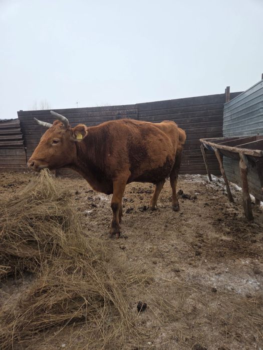 Продам корову